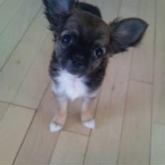 Chihuahua Langhåret - COCO