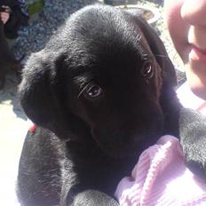 Blanding af racer lady