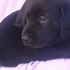 Blanding af racer lady