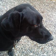 Blanding af racer zidi