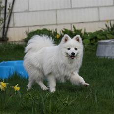 Japansk spids Kannibalens Lila Savannah