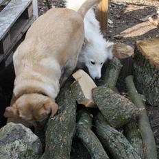 Labrador retriever Sally