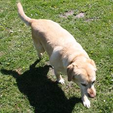 Labrador retriever Sally