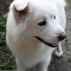 Samojedhund Aslan