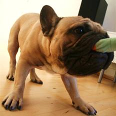 Fransk bulldog Valfers de Aslan (Joker)