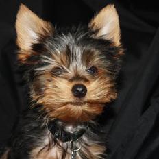 Yorkshire terrier Gnejs