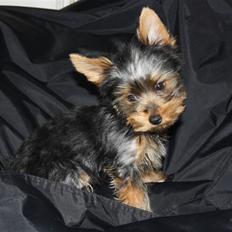 Yorkshire terrier Gnejs