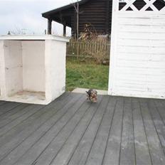 Yorkshire terrier Gnejs