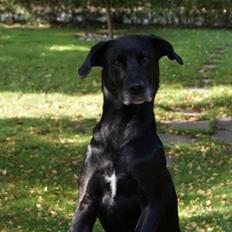 Blanding af racer Nala