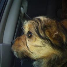 Blanding af racer Cookie