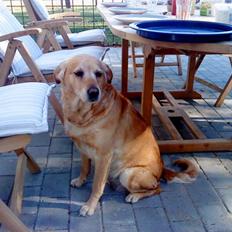 Labrador retriever Fie