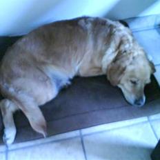 Labrador retriever Fie