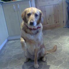 Labrador retriever Fie