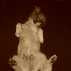 Blanding af racer Cookie