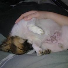 Blanding af racer Cookie