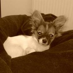 Blanding af racer Cookie