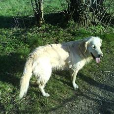 Golden retriever Sussi