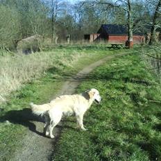 Golden retriever Sussi