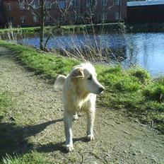 Golden retriever Sussi