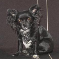 Chihuahua Thorleys Sallie