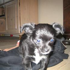 Chihuahua Thorleys Sallie