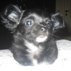 Chihuahua Thorleys Sallie