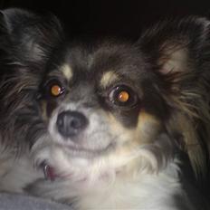 Chihuahua Høiers Malou