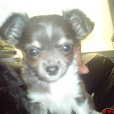 Chihuahua Høiers Malou