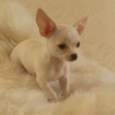 Chihuahua Dee kay amazing Cayea
