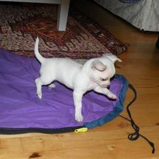 Chihuahua Dee kay amazing Cayea