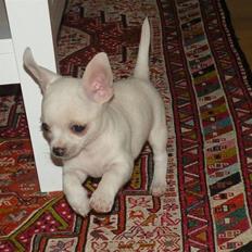 Chihuahua Dee kay amazing Cayea