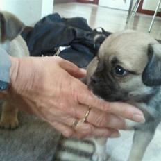 Blanding af racer Nala