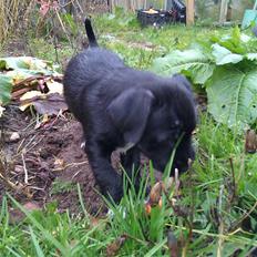 Blanding af racer Tøsen