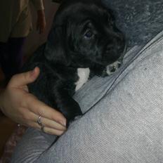 Blanding af racer Tøsen