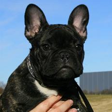 Fransk bulldog Aabech Enya Exellence R.I.P