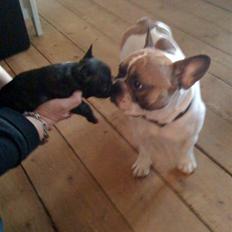 Fransk bulldog Aabech Enya Exellence R.I.P