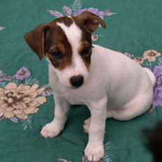 Jack russell terrier Leika