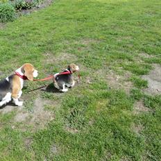 Beagle Jakobsgaard Agrippa(Luna)