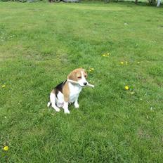 Beagle Jakobsgaard Agrippa(Luna)