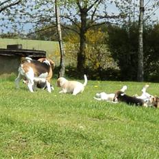 Beagle Jakobsgaard Agrippa(Luna)