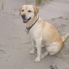 Labrador retriever Yllow(Ronja)