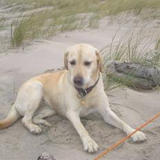 Labrador retriever Yllow(Ronja)