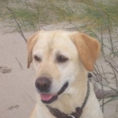 Labrador retriever Yllow(Ronja)