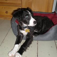 Blanding af racer rickie