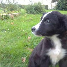 Blanding af racer rickie