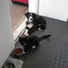 Blanding af racer rickie