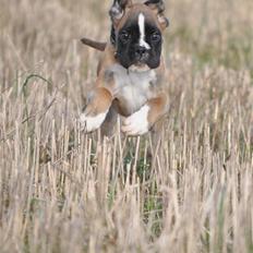 Boxer Hearts of hope´s Ferrari FXX