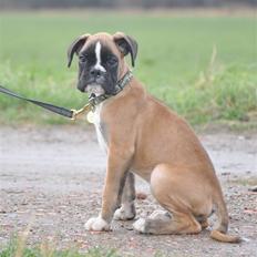 Boxer Hearts of hope´s Ferrari FXX