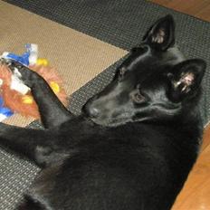 Blanding af racer Karni