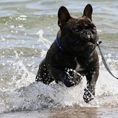 Fransk bulldog Zecudas Colonel Nordic